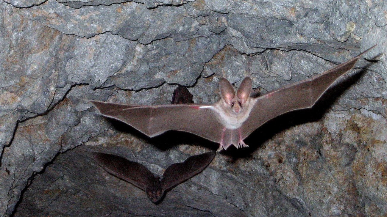 Do Bats Eat Cicadas Discover the Fascinating Predatory Habits