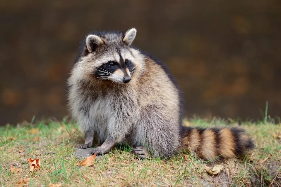 Raccoon Names Ideas Cute, Funny and Unique