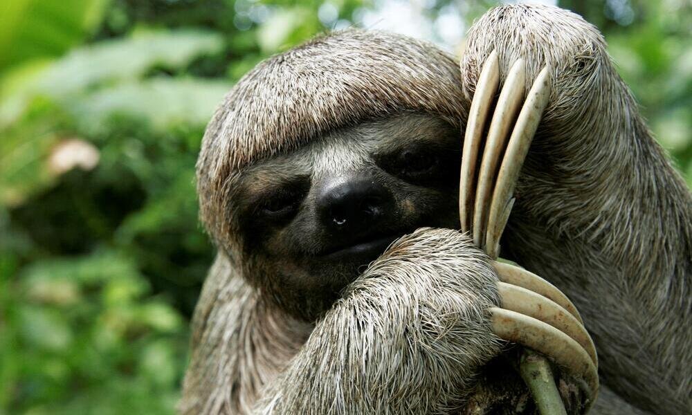 Three Toed Sloth