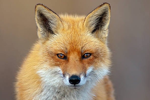 What Color Are Foxes Eyes Discover Creatures