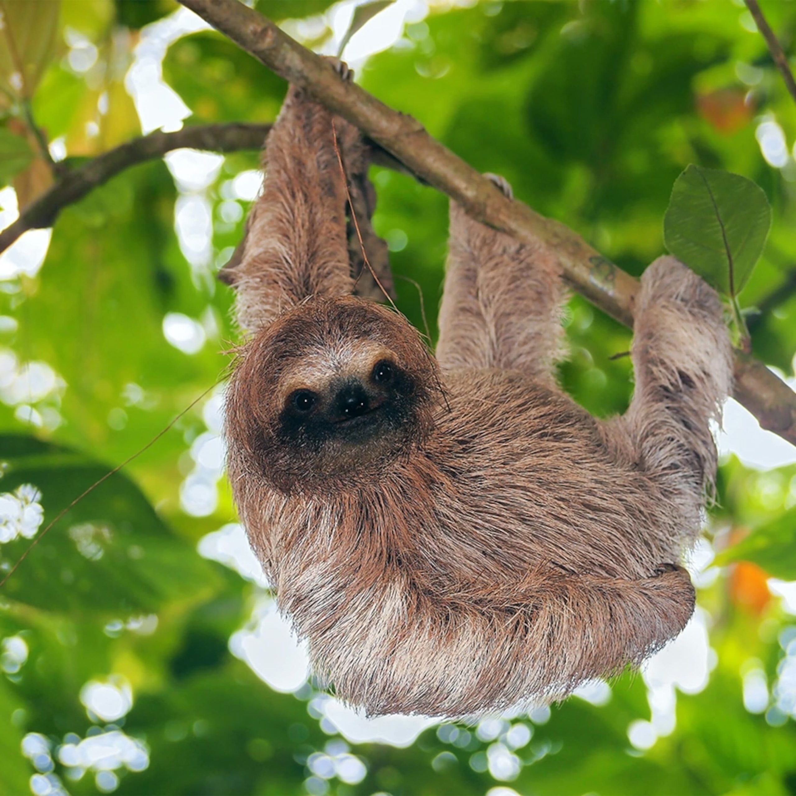 Cute Sloth Names Ideas