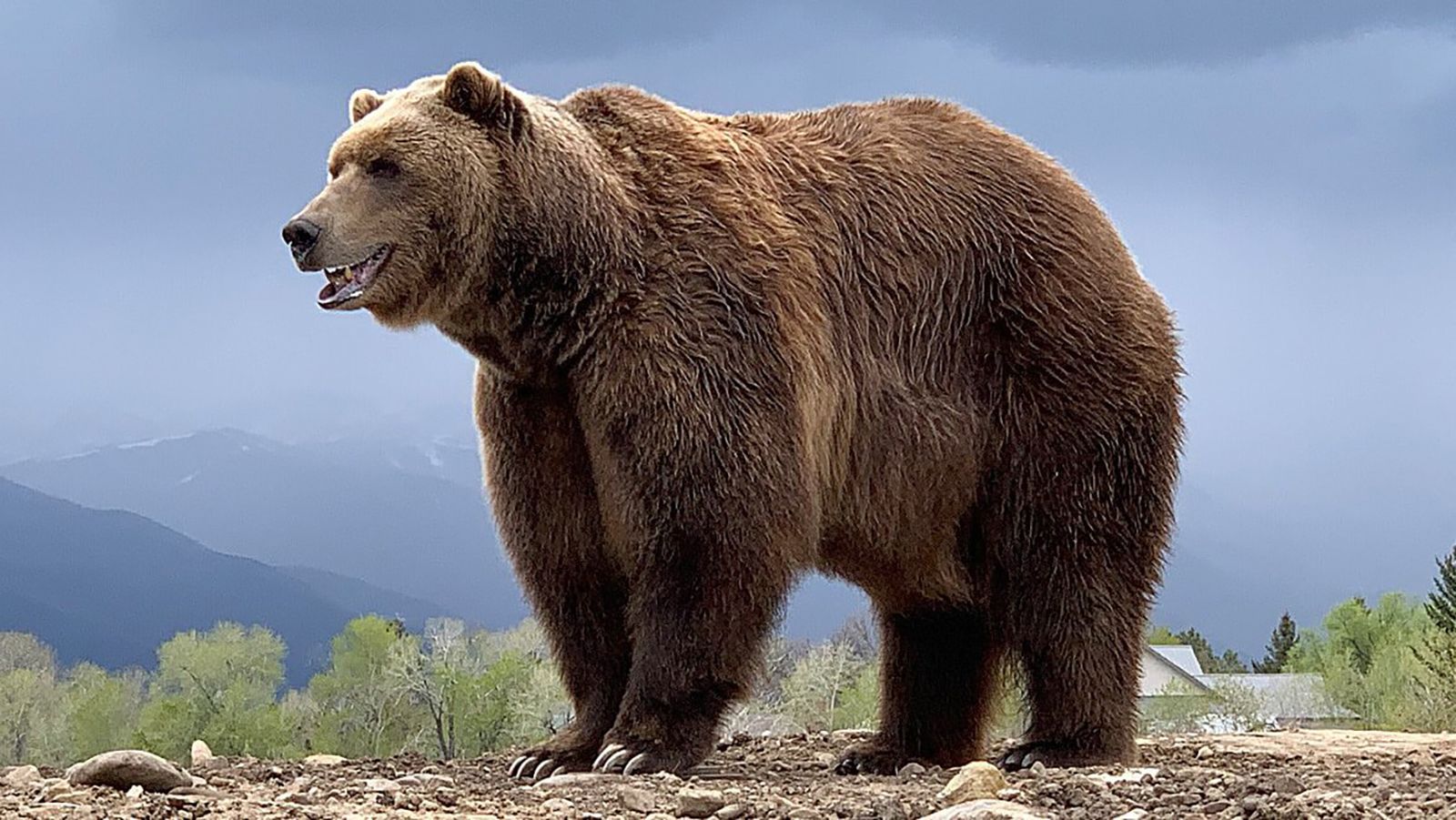 How Tall is a Grizzly Bear Standing Up