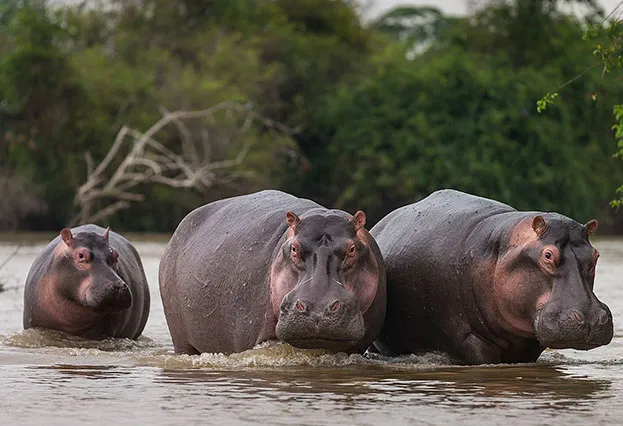 How Fast Can Hippos Run