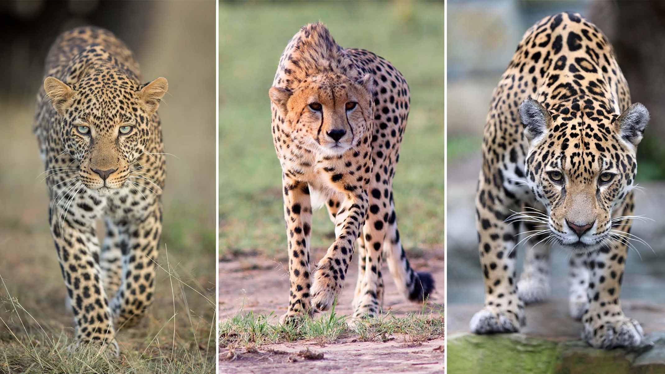 Difference between Leopard Vs. Cheetah Vs. Jaguar