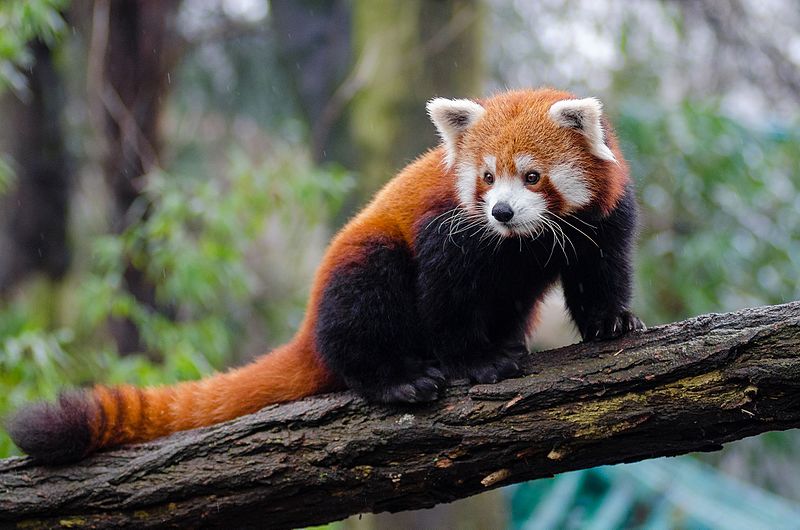 Can You Have a Red Panda as a Pet