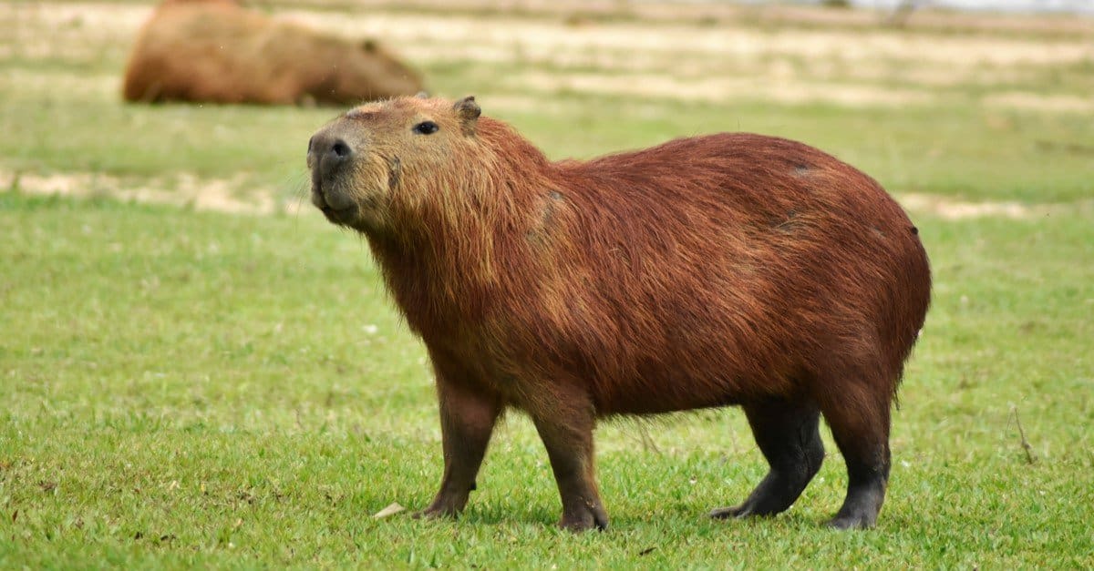 Can you have a Capybara as a pet in the US