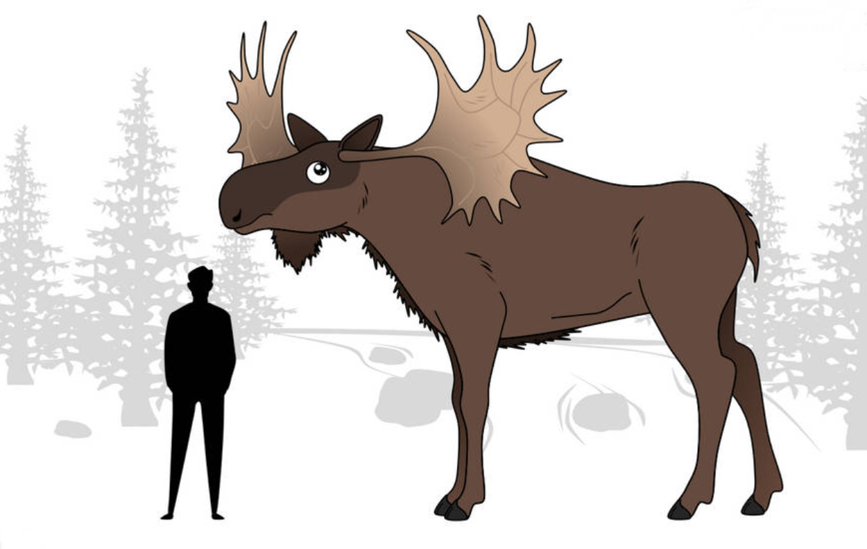 Moose Compared to Human Size Comparison