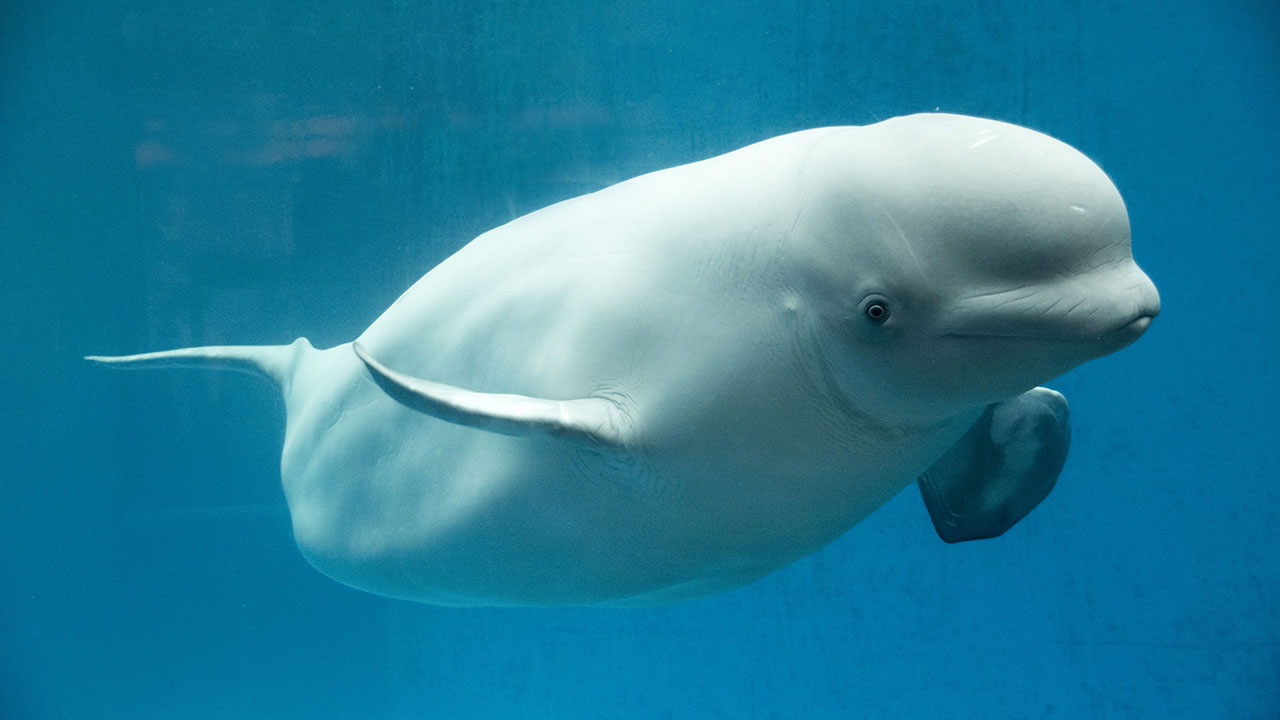 Does a Beluga Whale have knees