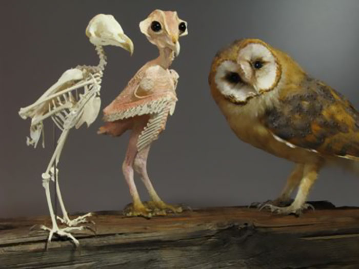 Owl without Feathers on Legs: How to Look Like