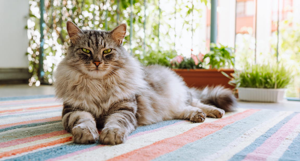 World Record Largest Maine Coon Cat